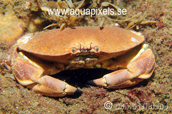krabba